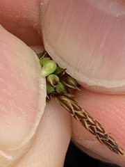 Carex panicea