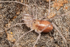 Epedanidae