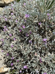 Astragalus tridactylicus