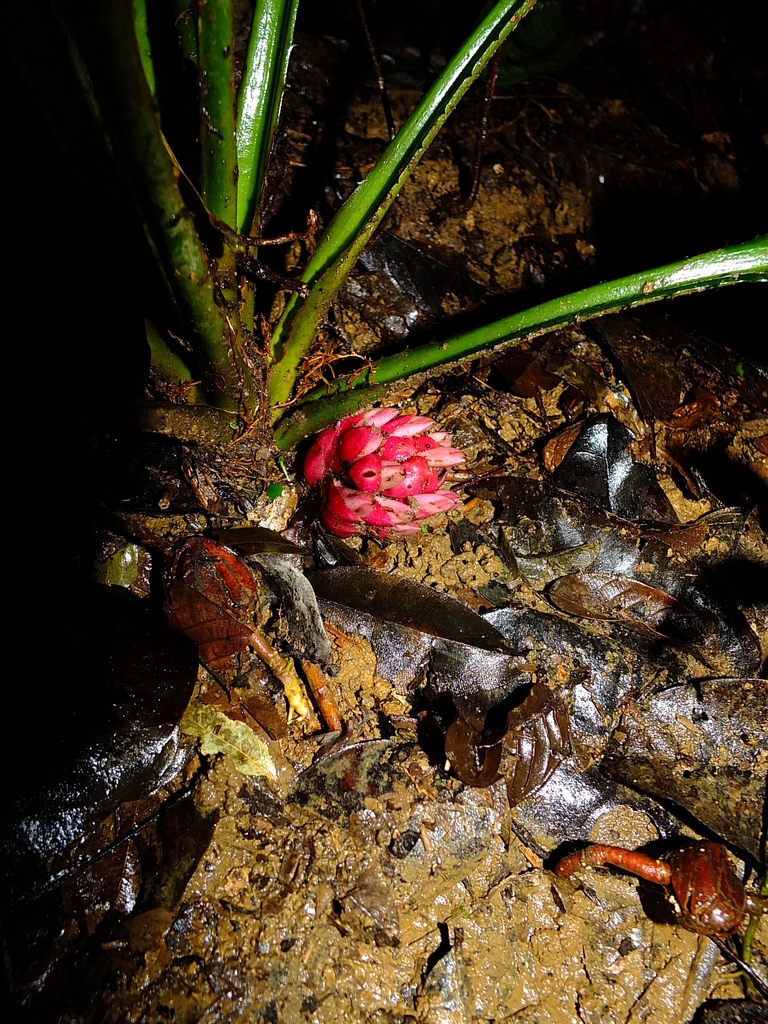 Disteganthus