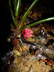 Disteganthus basilateralis