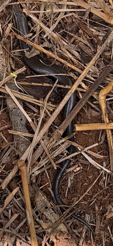 Four-lined Skink