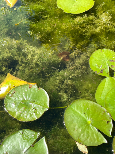 Featured image for “Western Mosquitofish”