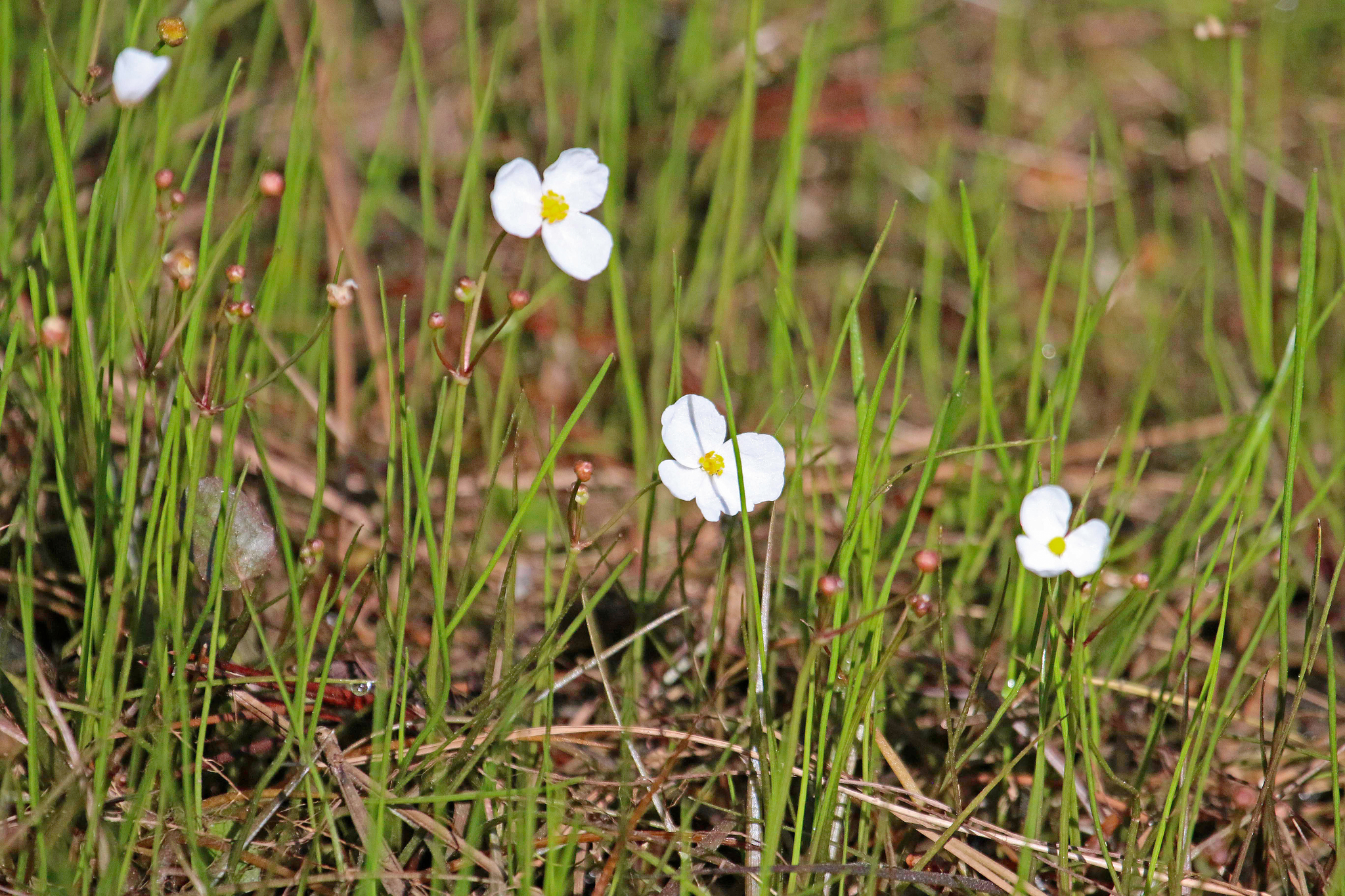 Sagittaria isoetiformis