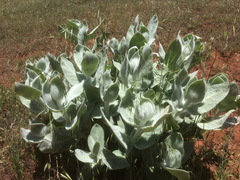 Asclepias californica