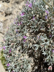 Astragalus tridactylicus