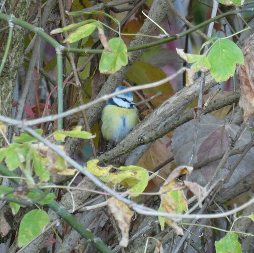 Eurasian Blue Tit