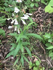 Penstemon pallidus