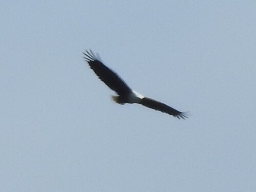 iNaturalist image