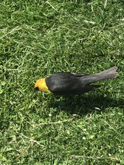 Xanthocephalus xanthocephalus