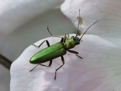 Chrysanthia viridissima