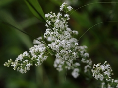 Galium glaucum