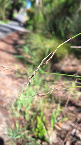 Lepidosperma semiteres, 2026-10-18