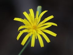 Hieracium bifidum