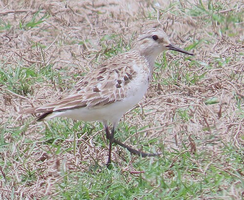 iNaturalist image