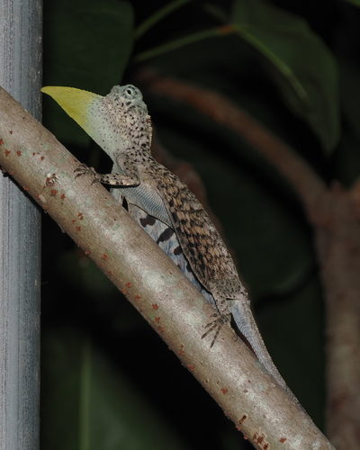 Draco volans observed 2026-10-11