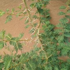 Vachellia sieberiana