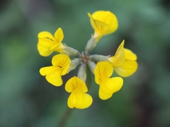 Hippocrepis comosa
