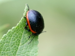 Chrysolina rossia