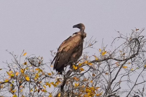 iNaturalist image