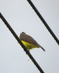 Myiozetetes cayanensis hellmayri