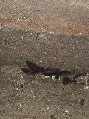 Porcellio dilatatus
