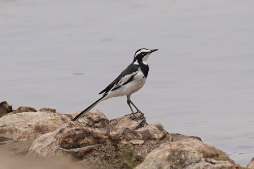 iNaturalist image