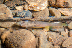 Devario