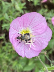 Trichiotinus texanus