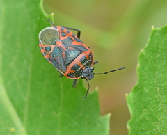 Eurydema eckerleini