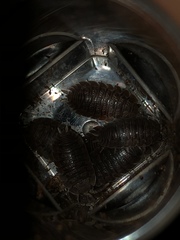 Porcellio dilatatus