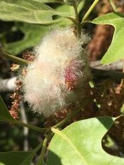 Callirhytis quercusoperator