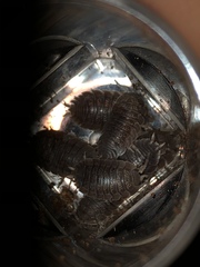 Porcellio dilatatus