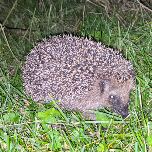 Common Hedgehog