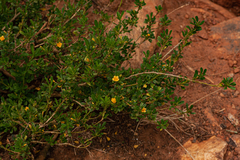 Sida tenuicarpa image