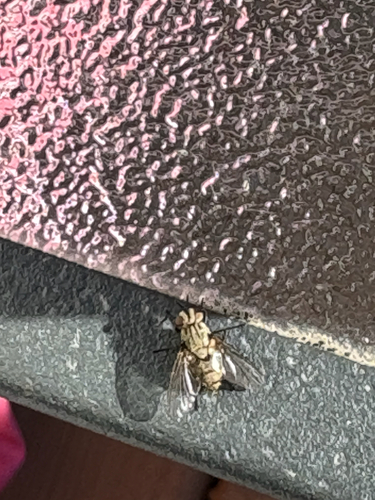 Calyptrate Flies