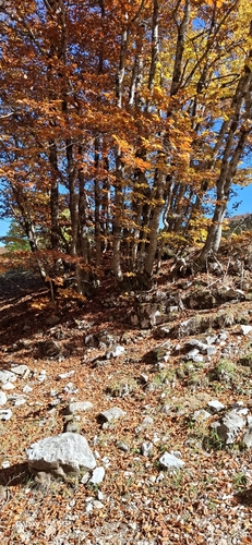 European beech