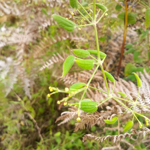 Rubia cordifolia observed 2026-10-17