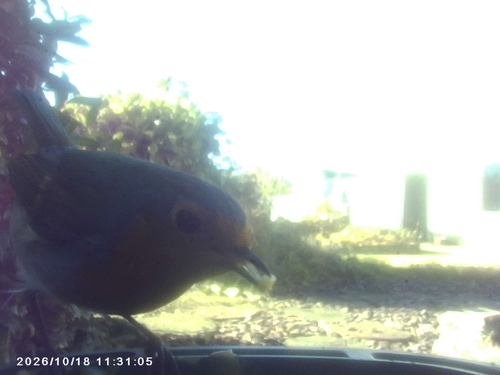 European Robin