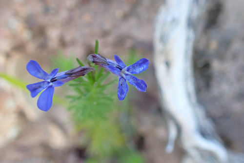 Lobelia pinifolia, 2026-10-10
