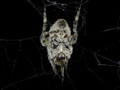 Araneus andrewsi