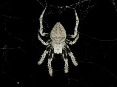 Araneus andrewsi