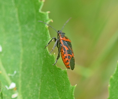 Eurydema eckerleini
