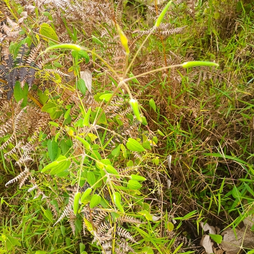 Rubia cordifolia observed 2026-10-17