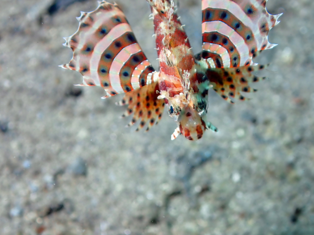 Neochirus brachyptera