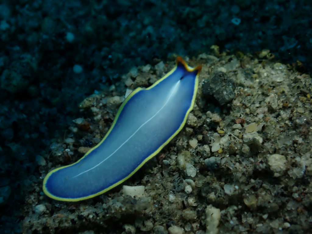 Cycloporus venetus