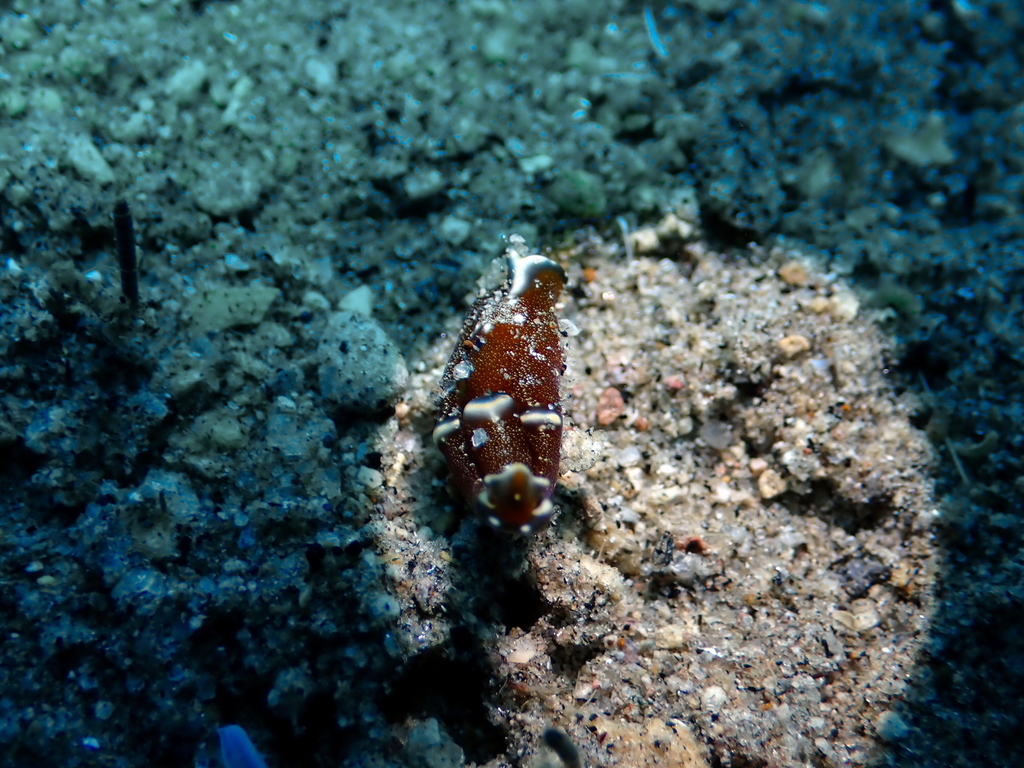 Spinoaglaja orientalis