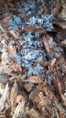 Fungi