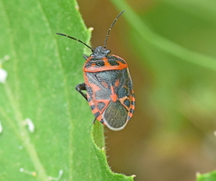 Eurydema eckerleini