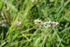 Laserpitium peucedanoides